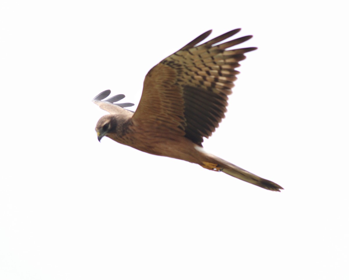 Montagu's Harrier - ML388902951