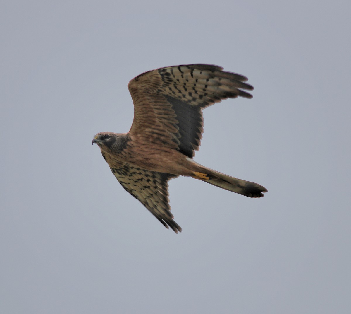 Montagu's Harrier - ML388902961