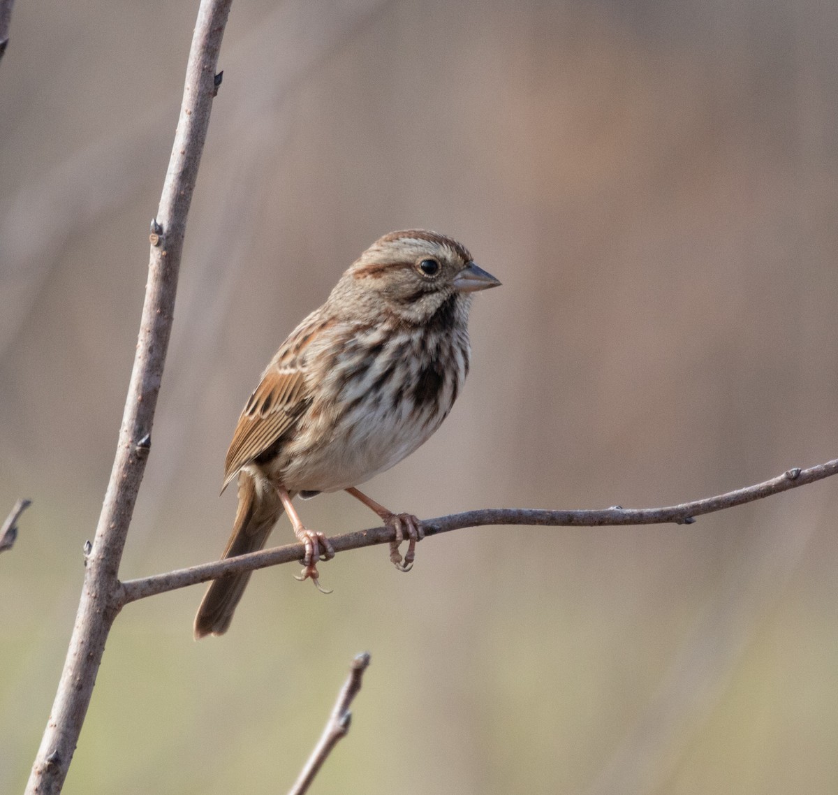 Song Sparrow - ML388903331