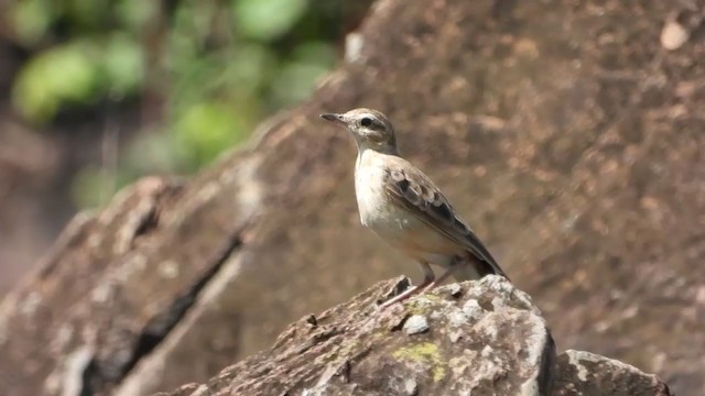 Plain-backed Pipit - ML388904561