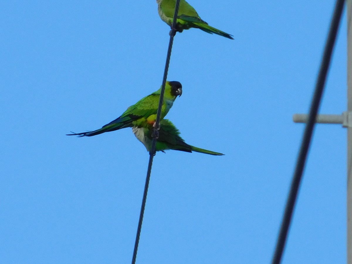 Nanday Parakeet - ML388904671