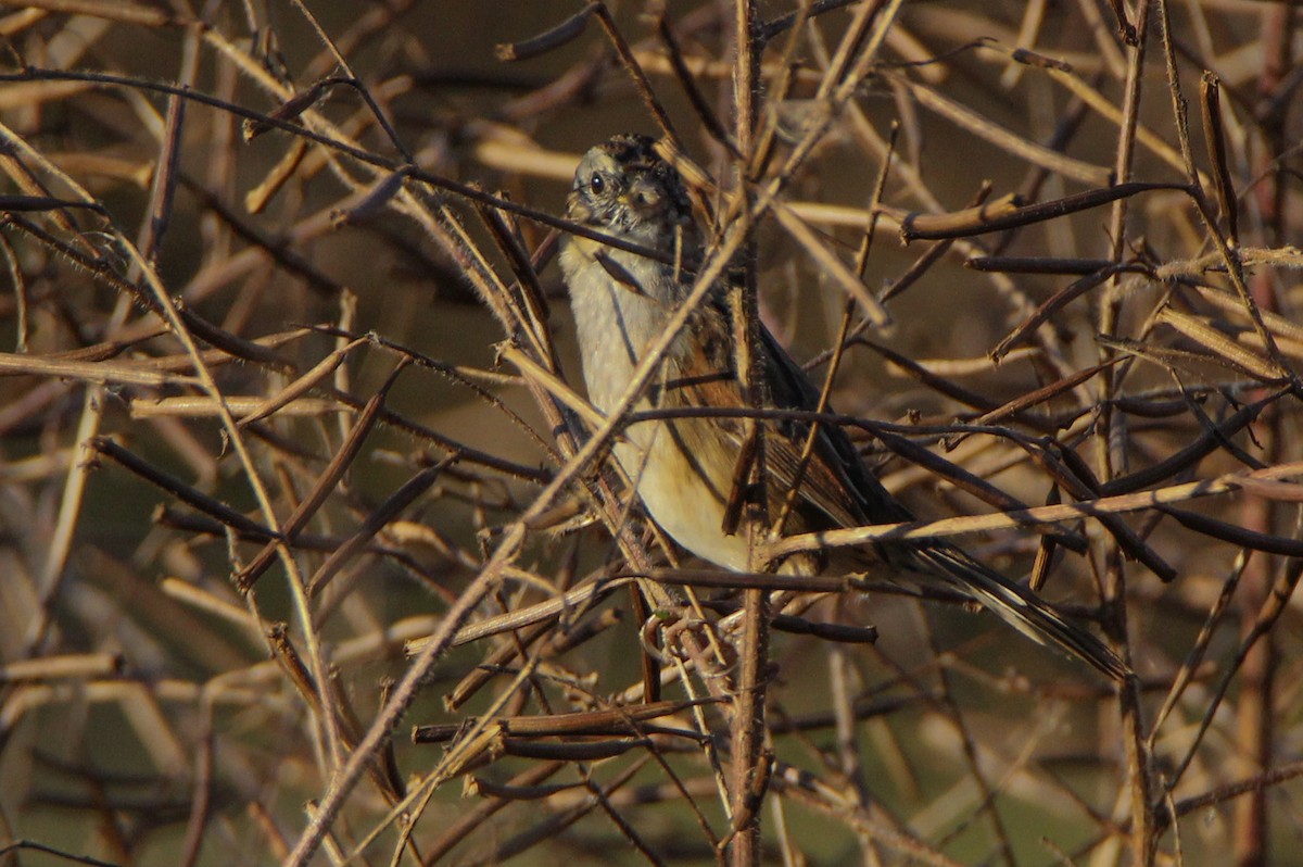 Swamp Sparrow - ML388905001