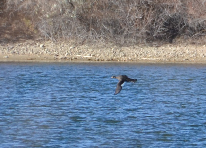 White-winged Scoter - Alayna Mellin