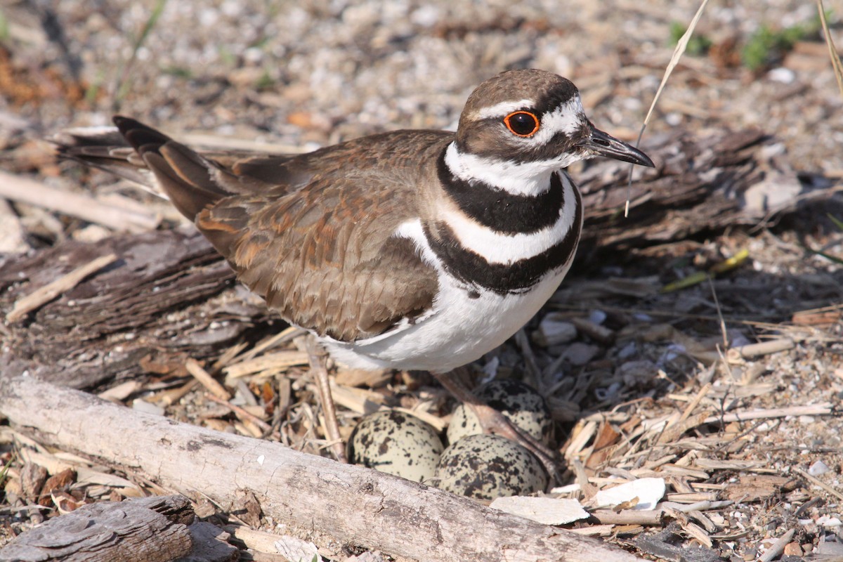 Killdeer - ML38890521