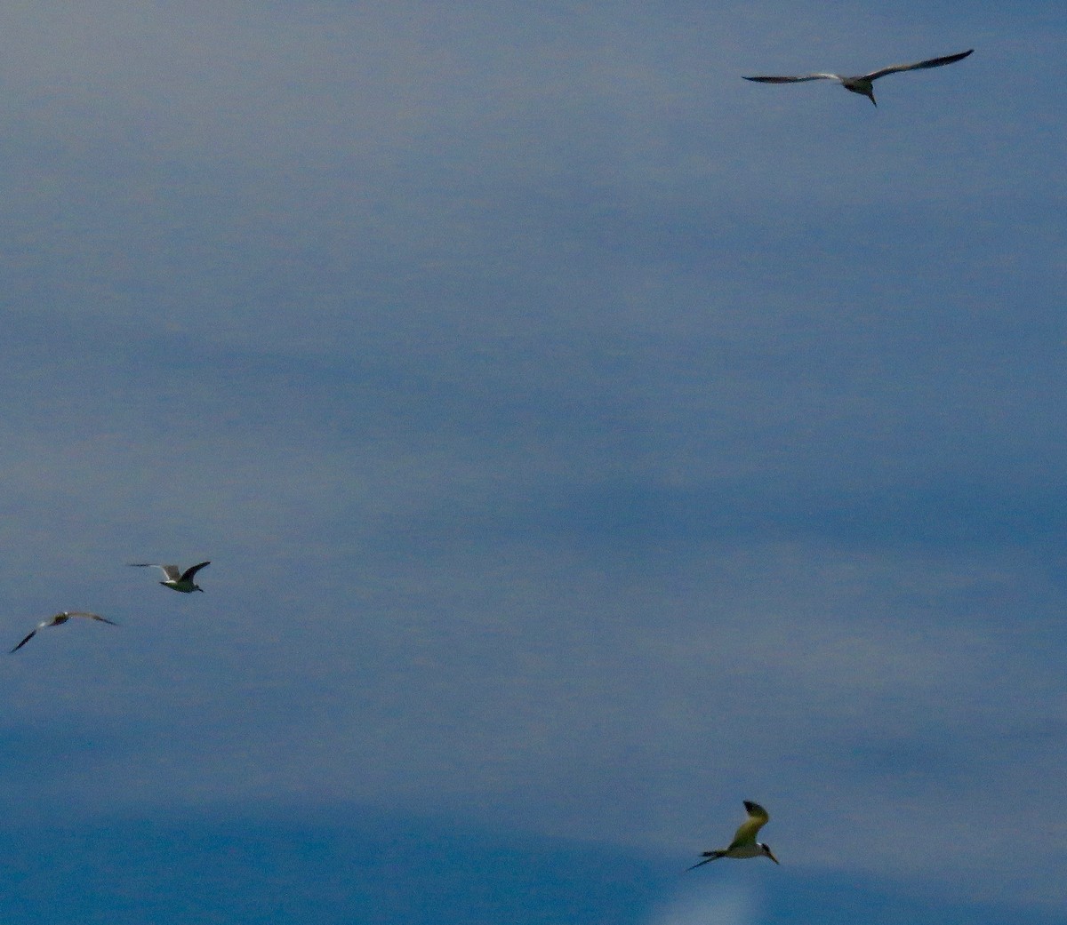 Least Tern - ML388905251