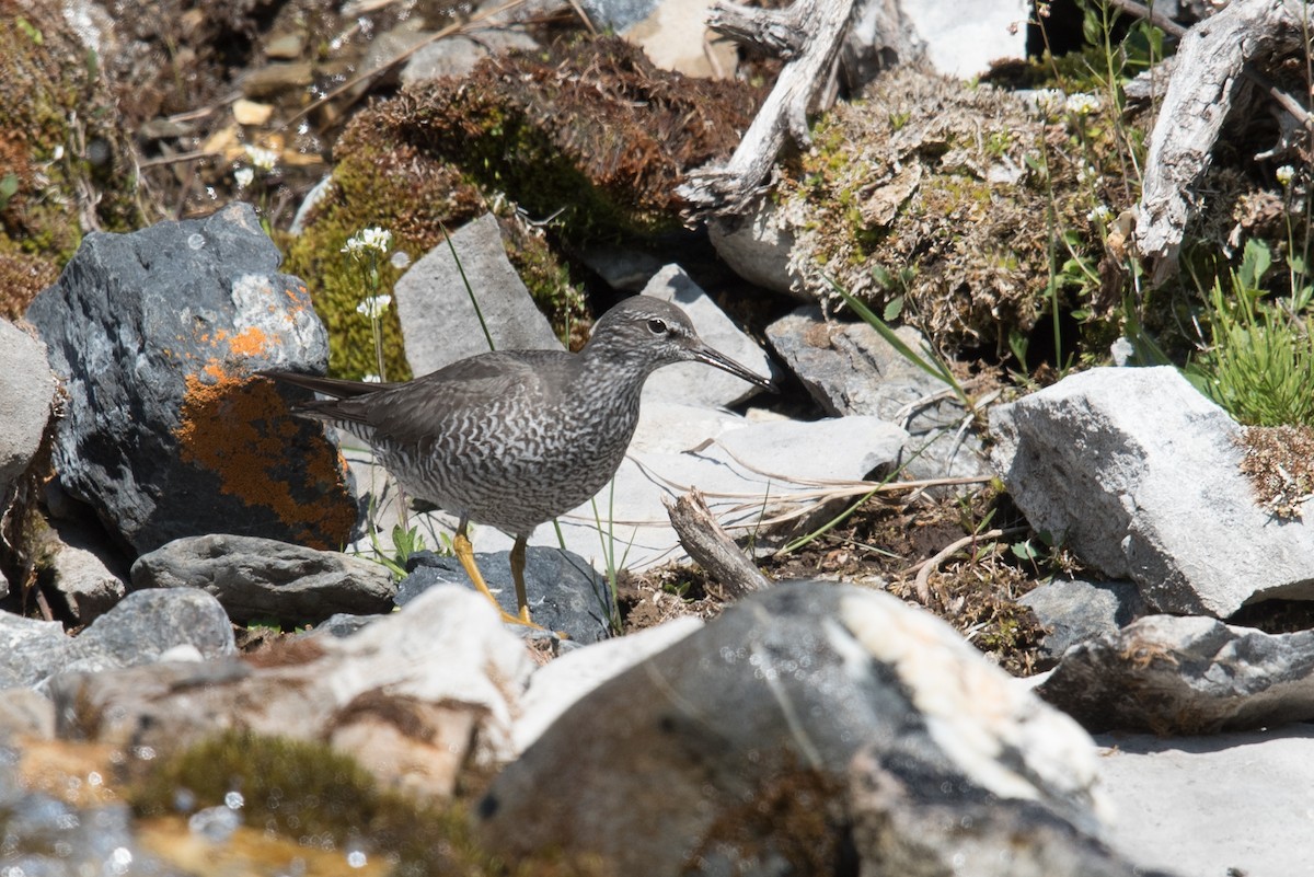 Wandering Tattler - ML388905261