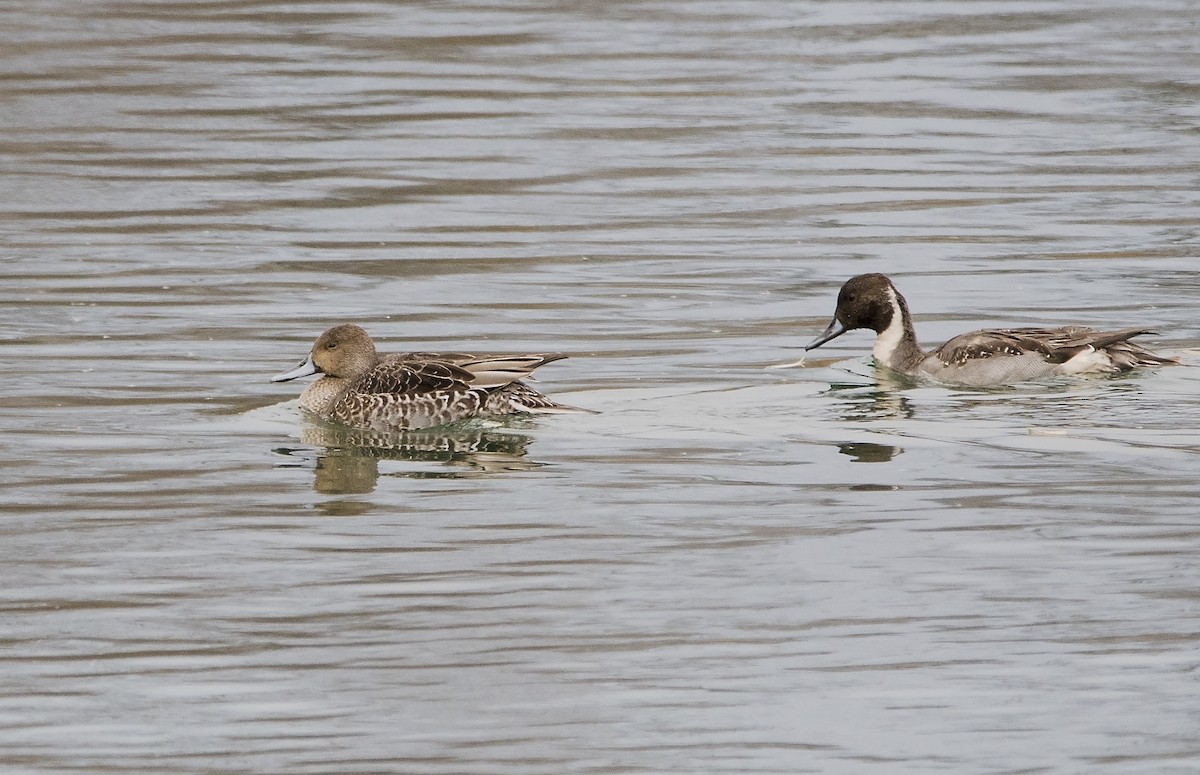 Northern Pintail - ML388905441