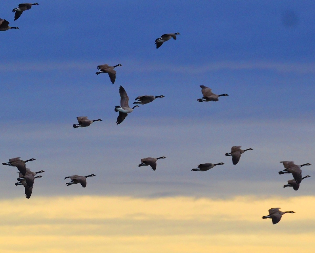 Canada Goose - Alayna Mellin