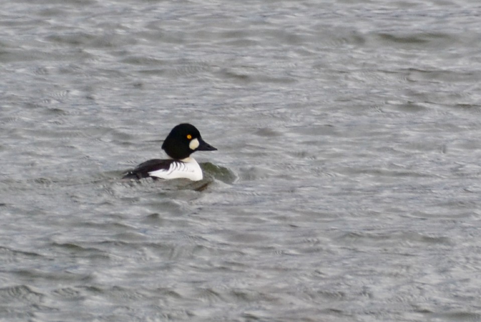 Common Goldeneye - ML388905861