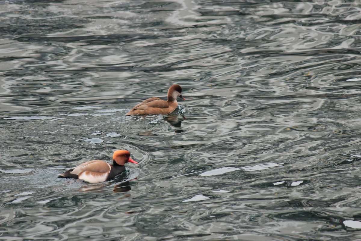 Red-crested Pochard - ML388906581