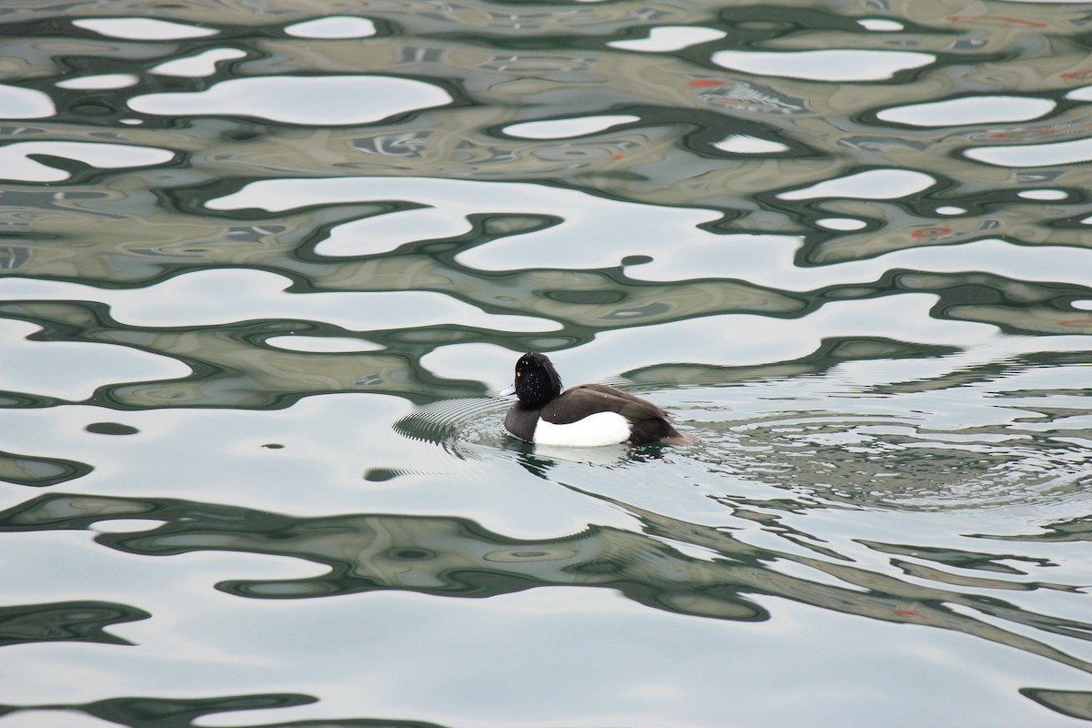 Tufted Duck - ML388906791