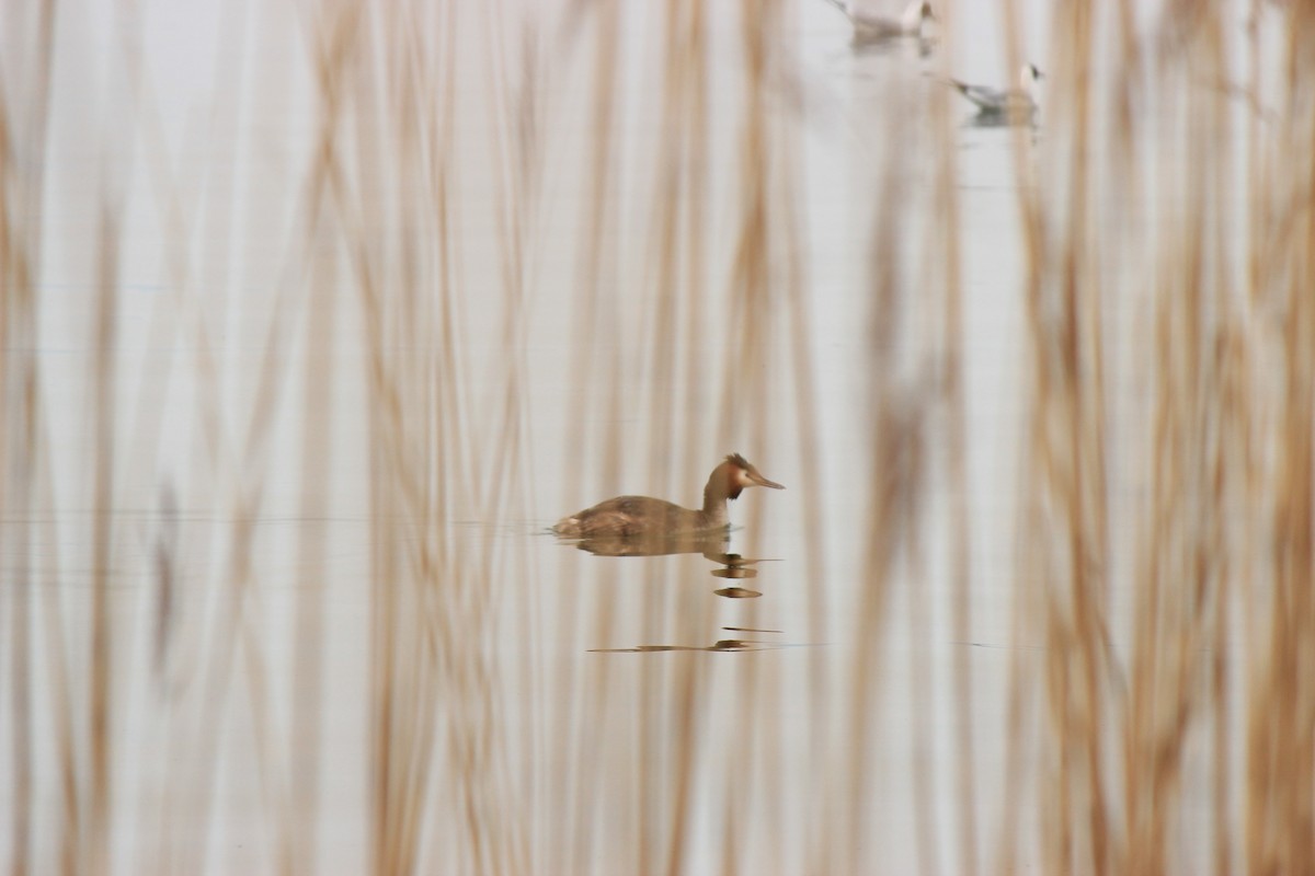 Great Crested Grebe - ML388906961