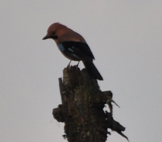 Eurasian Jay - ML388907111