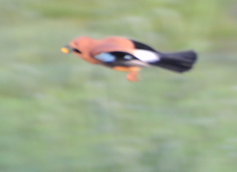 Eurasian Jay - ML388907121