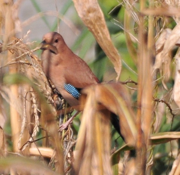 Eurasian Jay - ML388907131