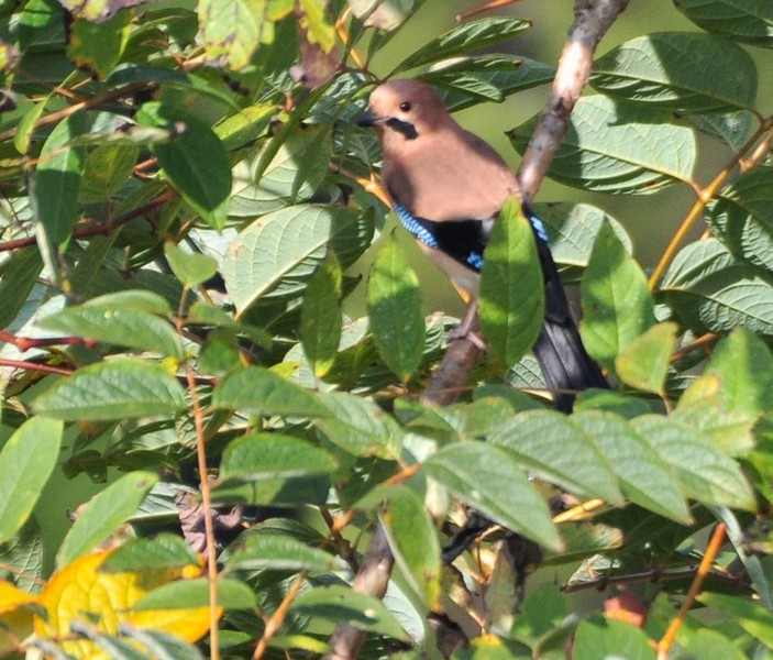 Eurasian Jay - ML388907141