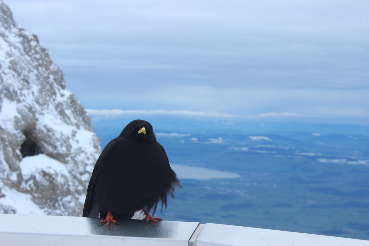 Yellow-billed Chough - ML388908001