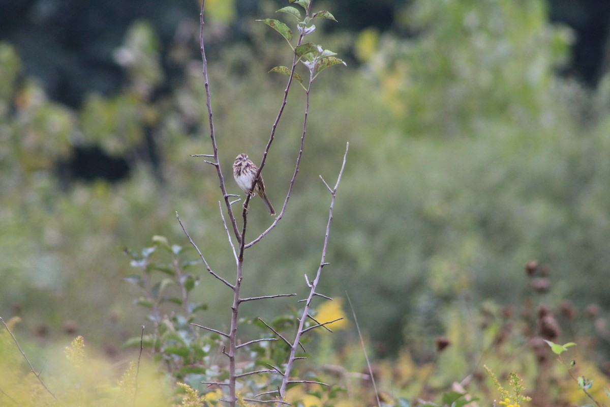 Song Sparrow - ML388910141