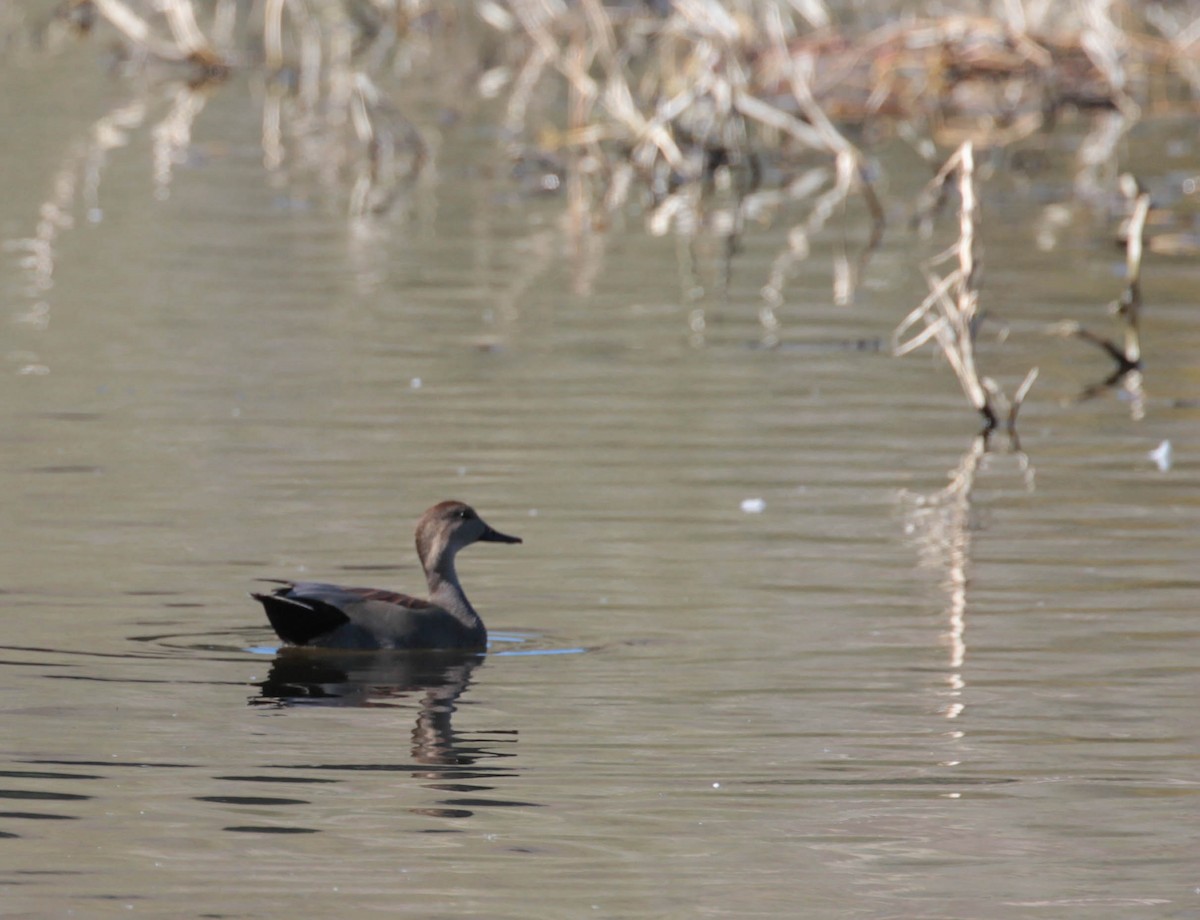 Gadwall - Tracy Drake