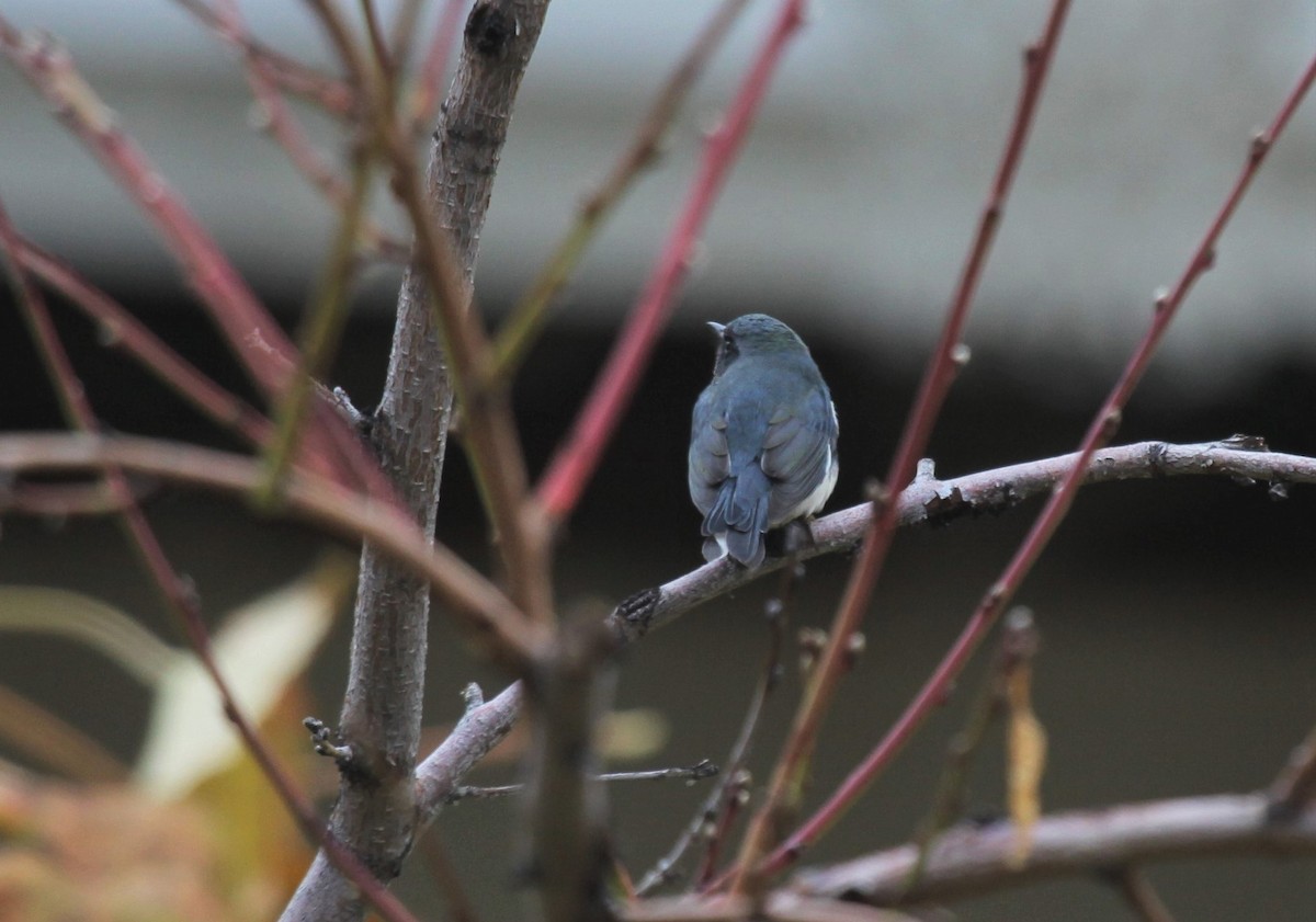 Black-throated Blue Warbler - ML388913181