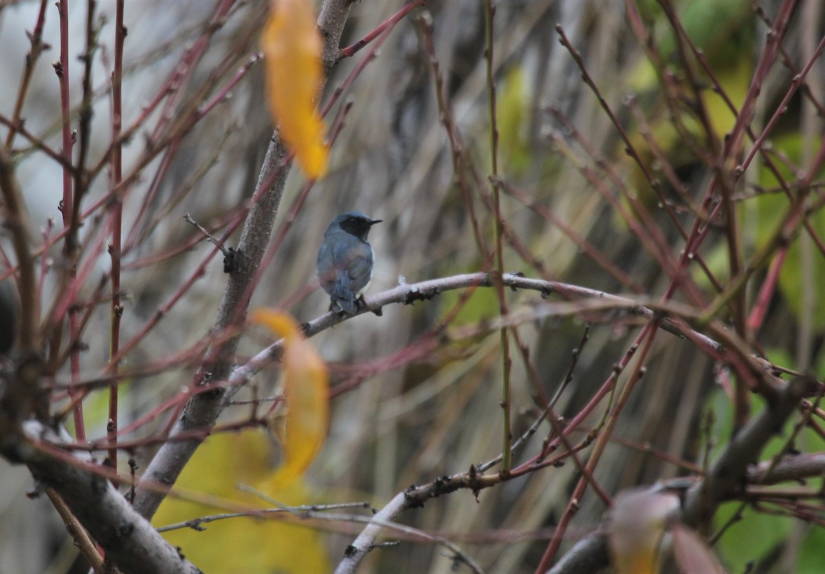 Black-throated Blue Warbler - ML388913211