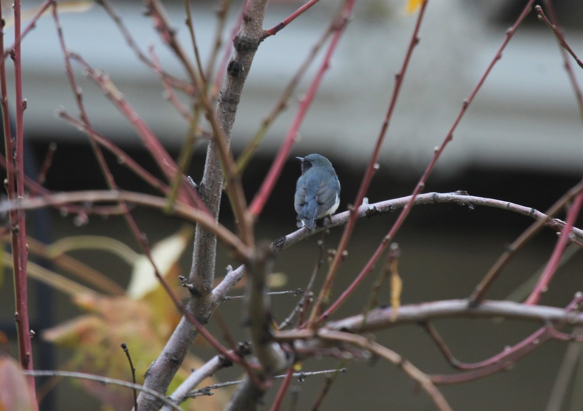 Black-throated Blue Warbler - ML388913221
