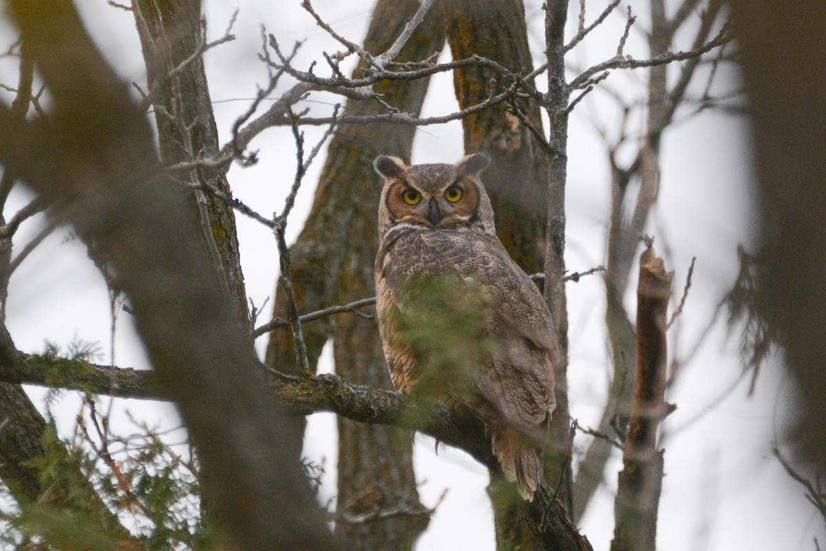Great Horned Owl - ML388913381