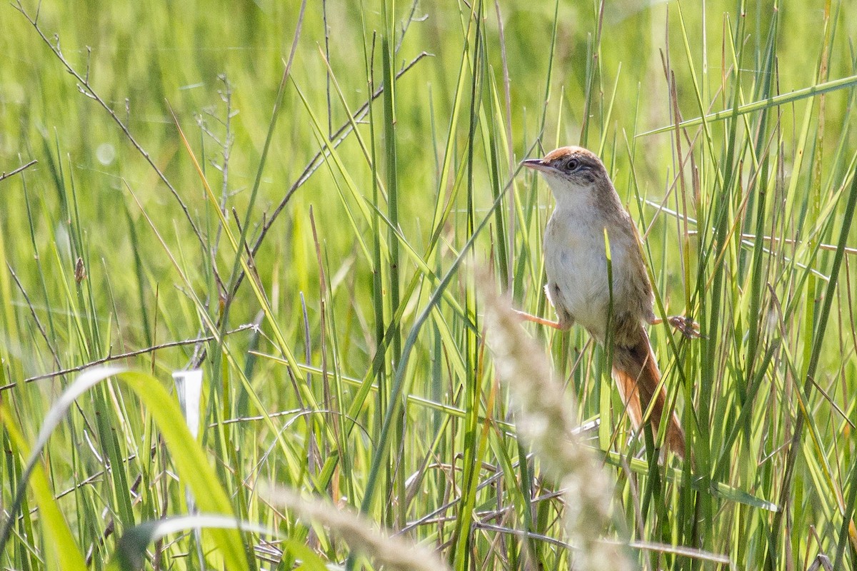 Bay-capped Wren-Spinetail - ML388913521