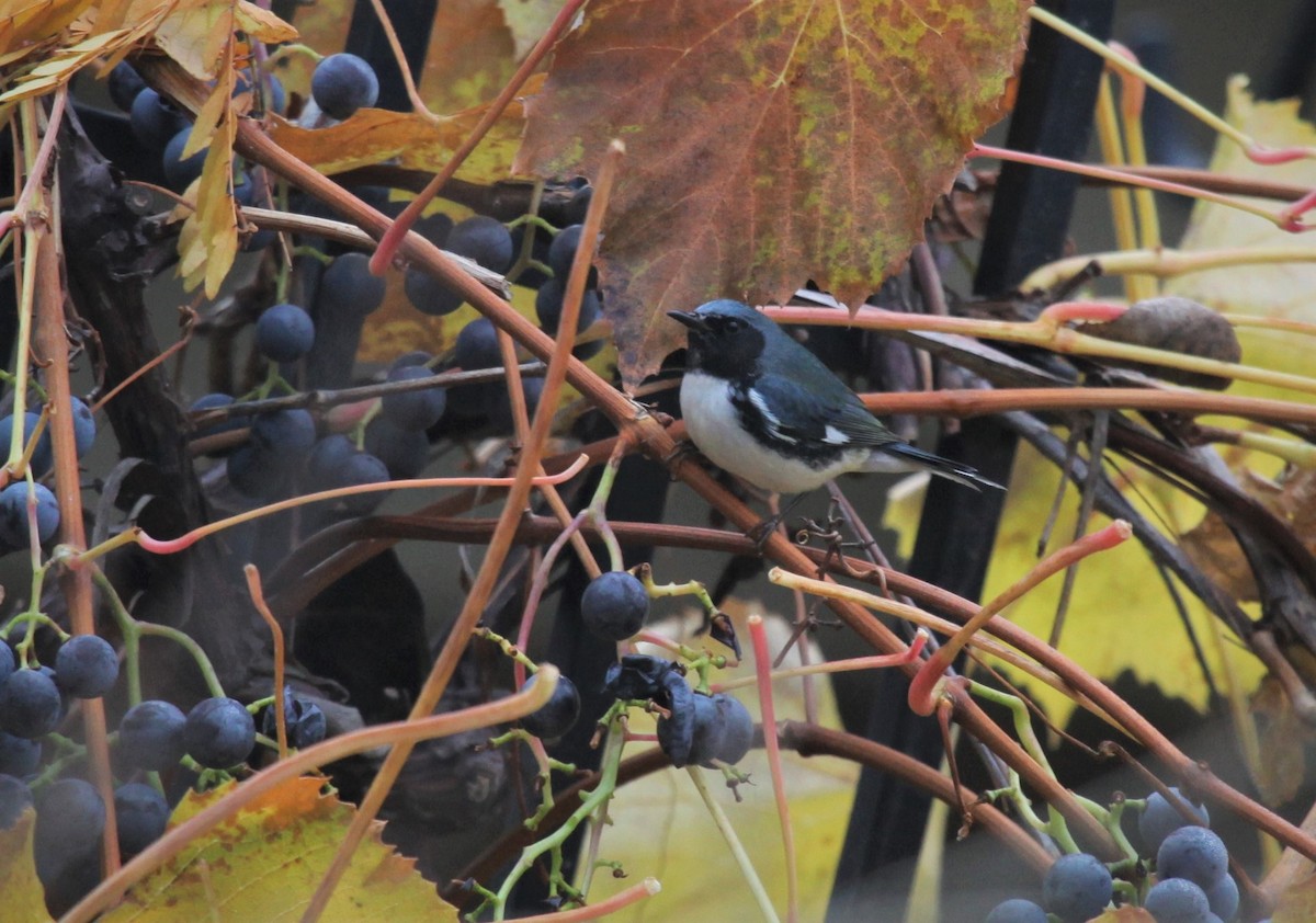 Black-throated Blue Warbler - ML388913531