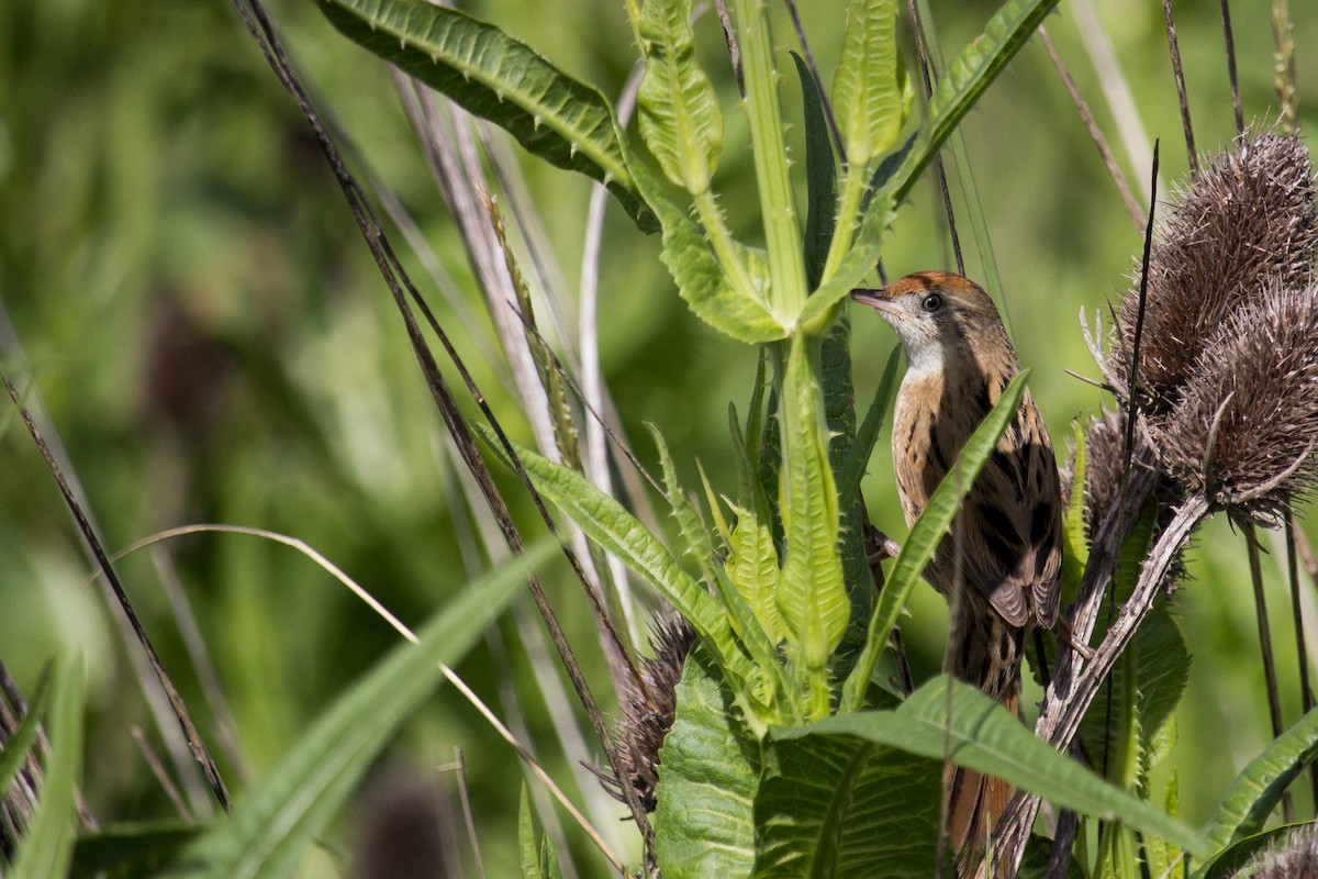 Bay-capped Wren-Spinetail - ML388913701