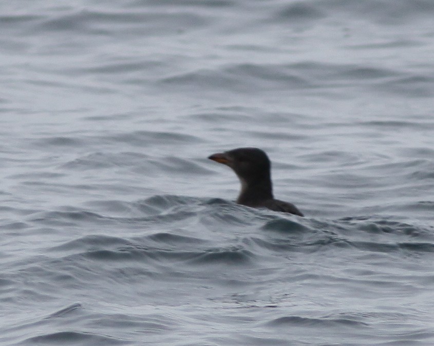 Rhinoceros Auklet - ML388914171