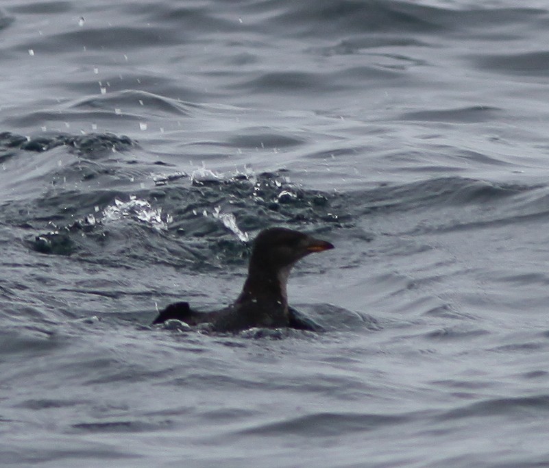 Rhinoceros Auklet - ML388914181