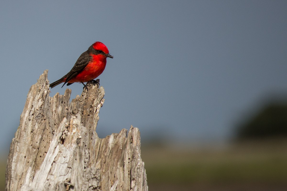 Vermilion Flycatcher - Lucas Ignacio Paloni