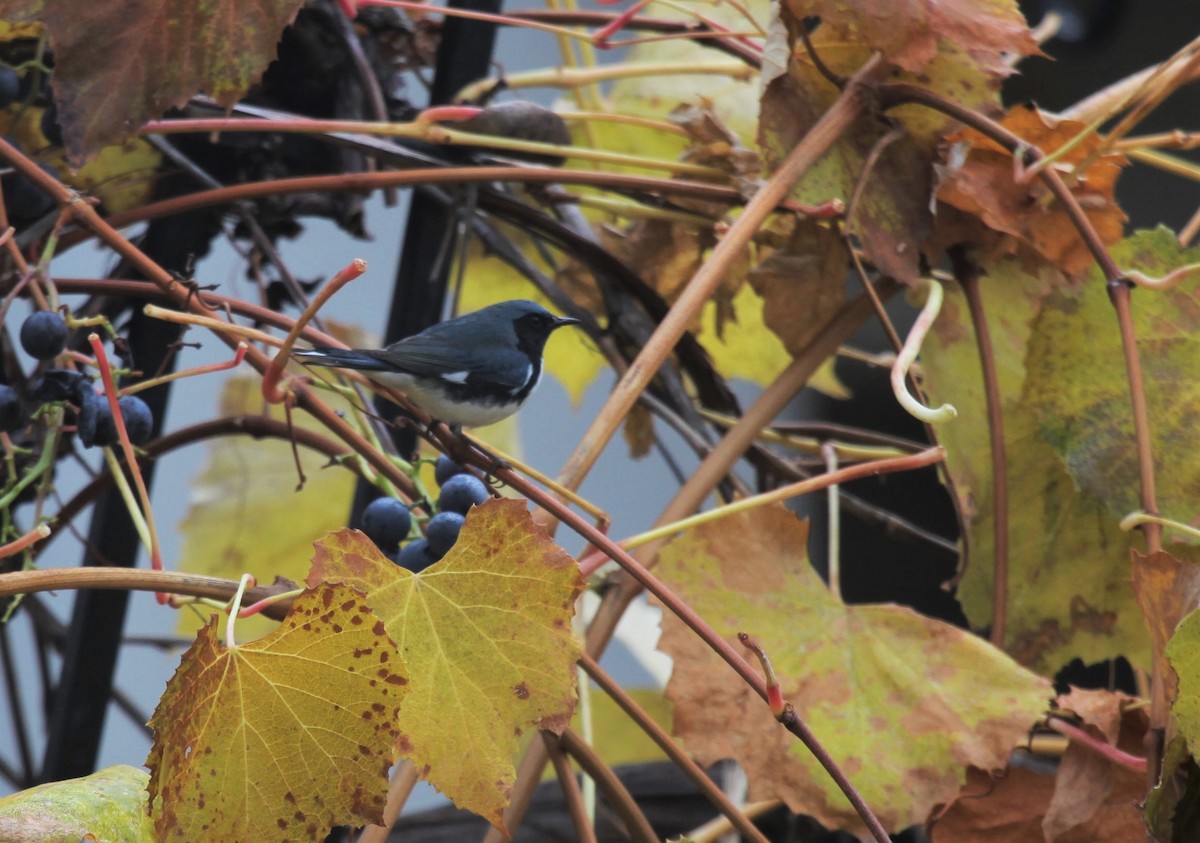 Black-throated Blue Warbler - ML388915011