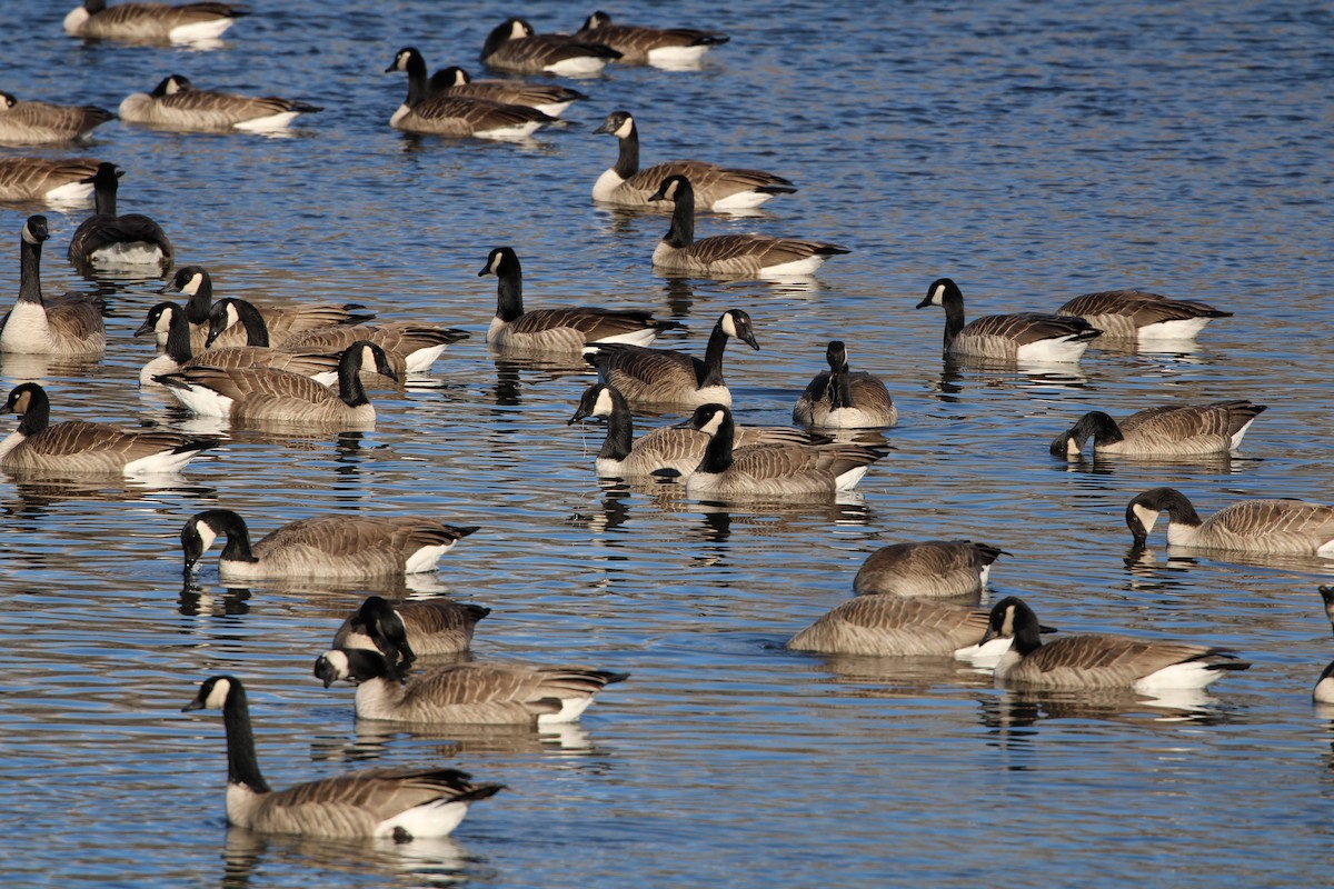 Canada Goose - ML388915031