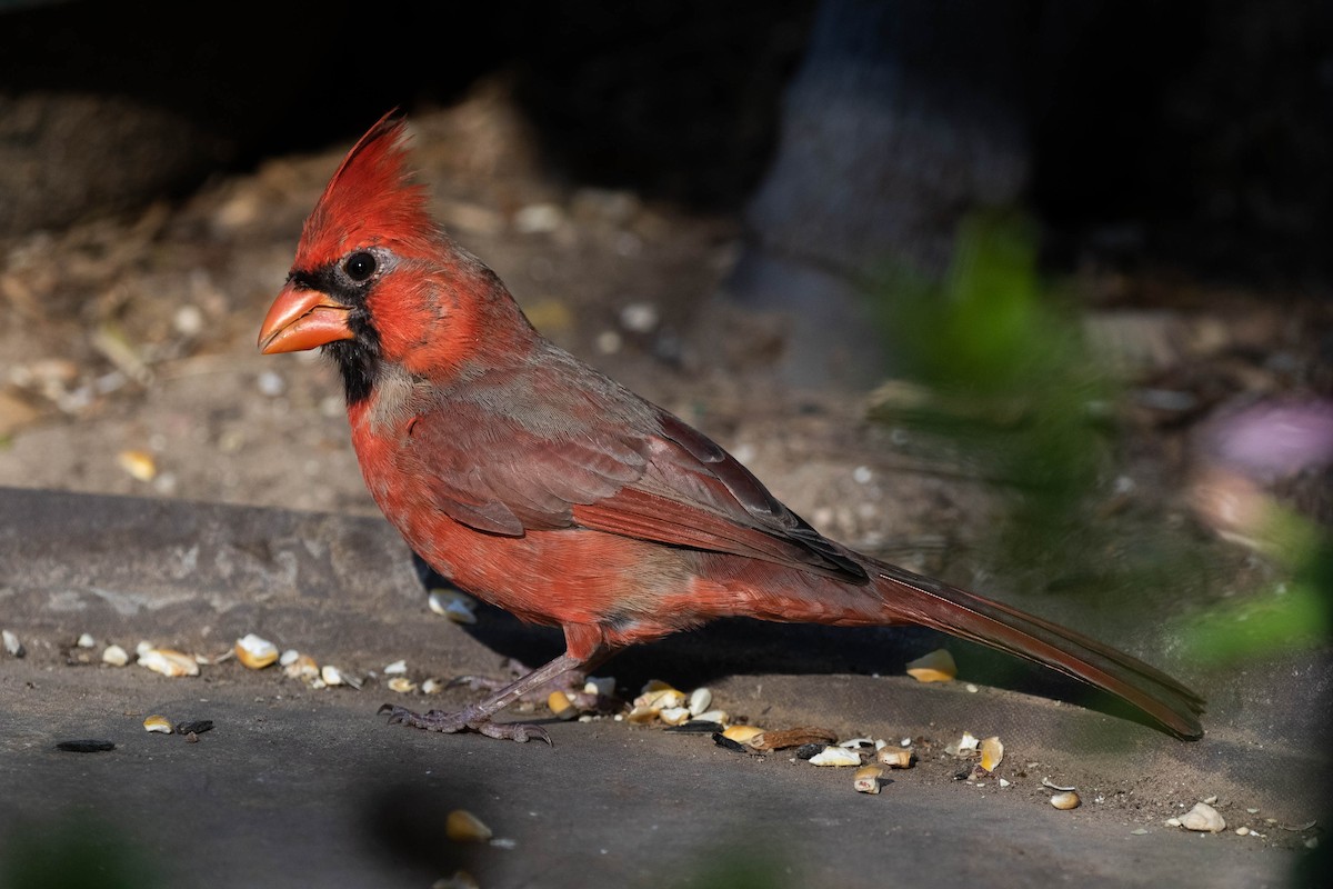 Northern Cardinal x Pyrrhuloxia (hybrid) - Alex Lamoreaux