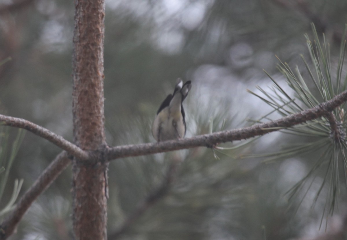 Black-throated Blue Warbler - ML388915301