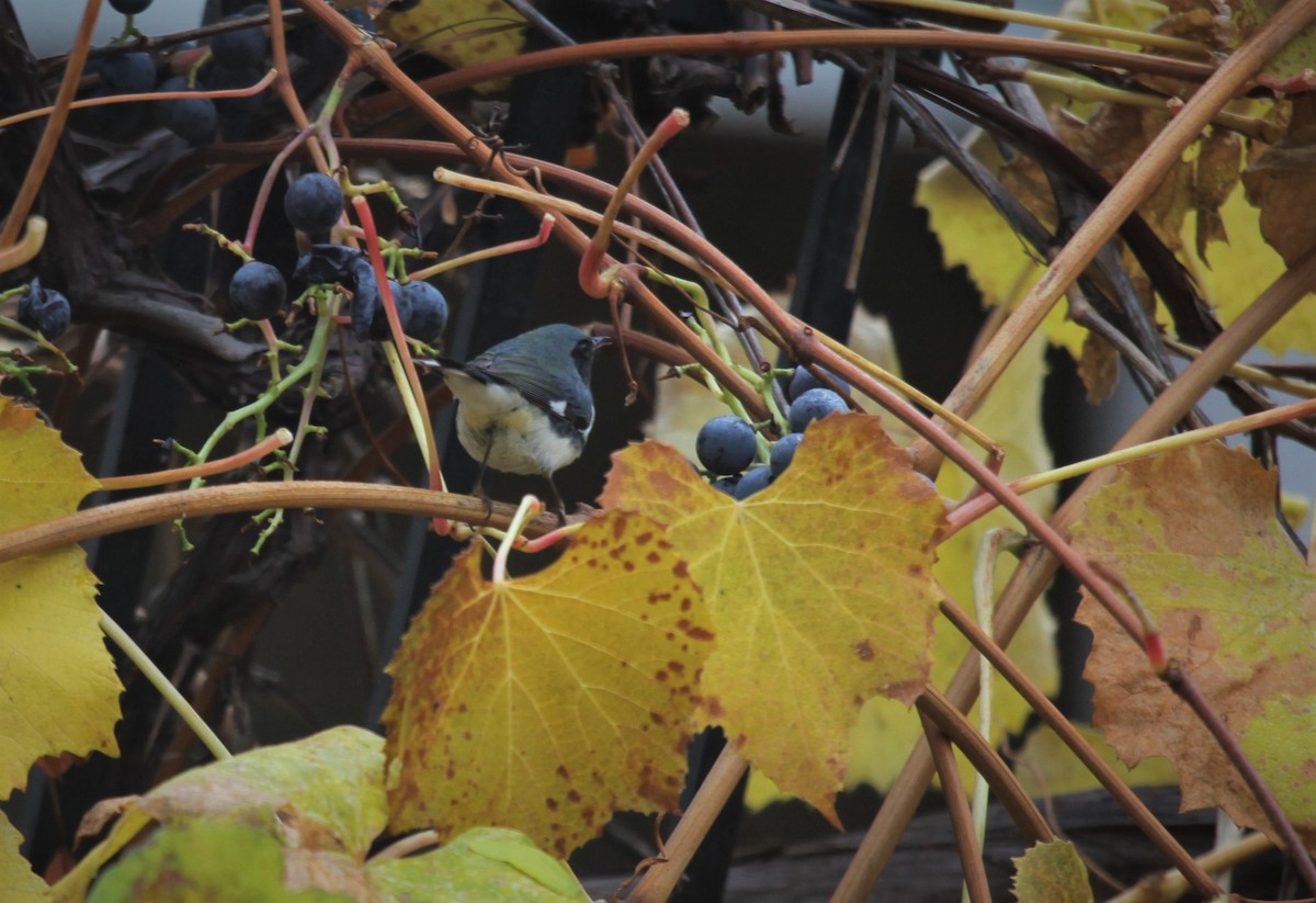 Black-throated Blue Warbler - ML388915641