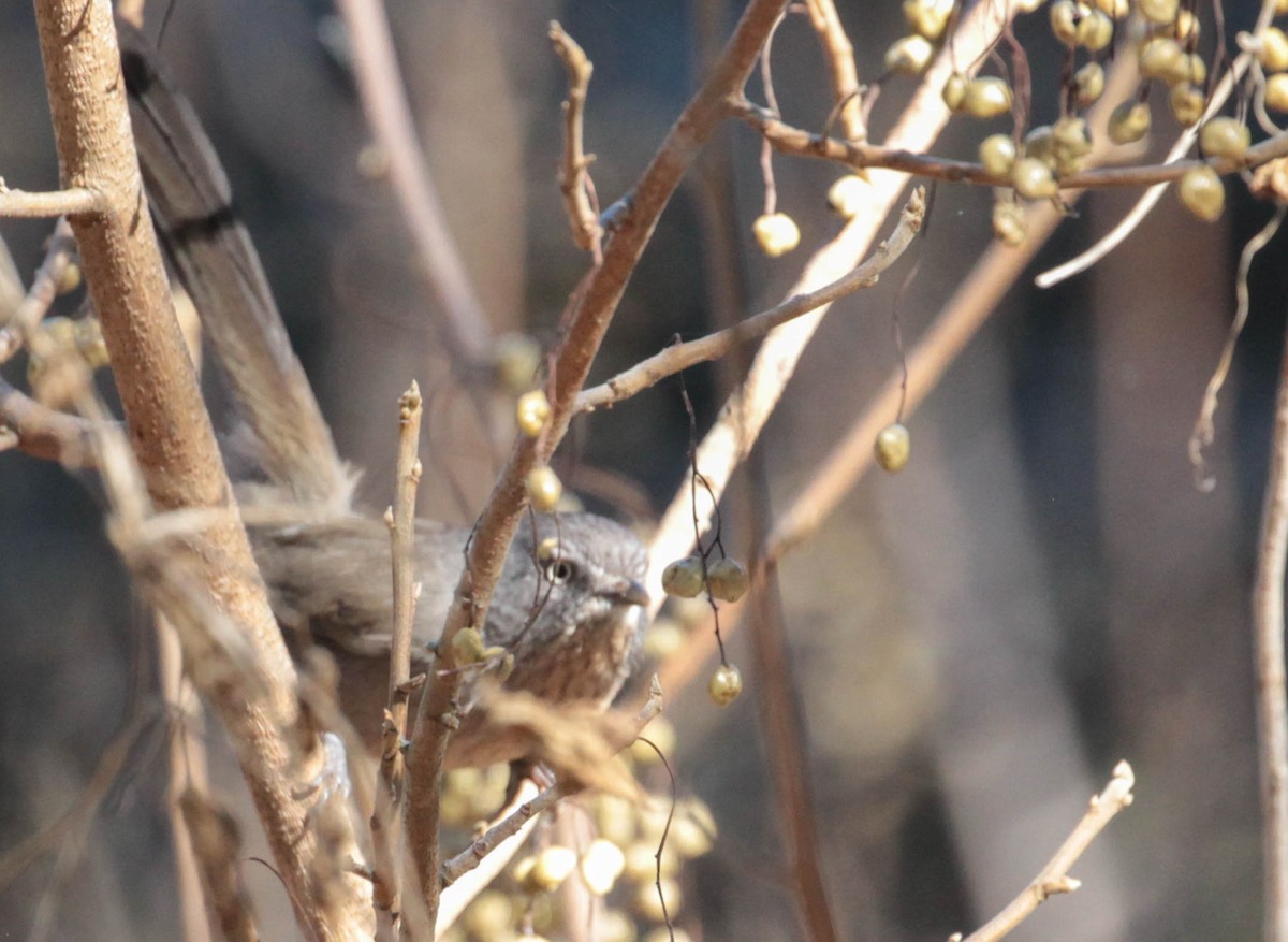 Wrentit - Tracy Drake