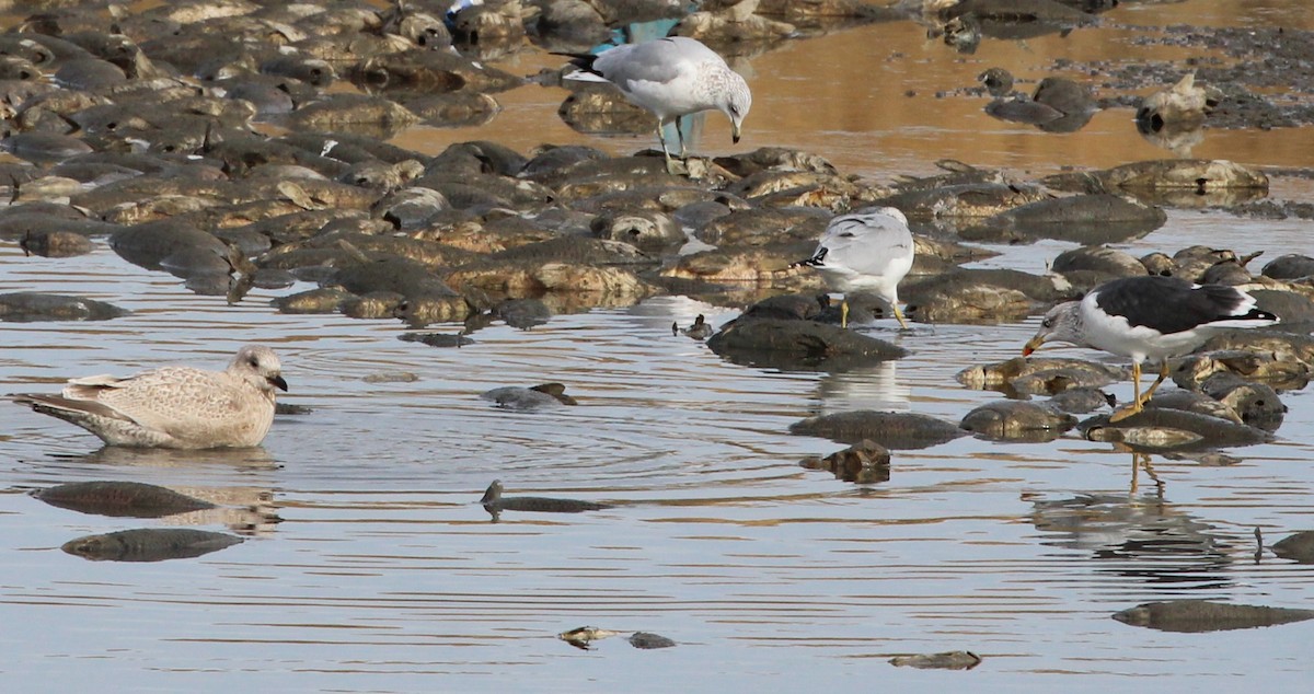 Gaviota Groenlandesa - ML388916231