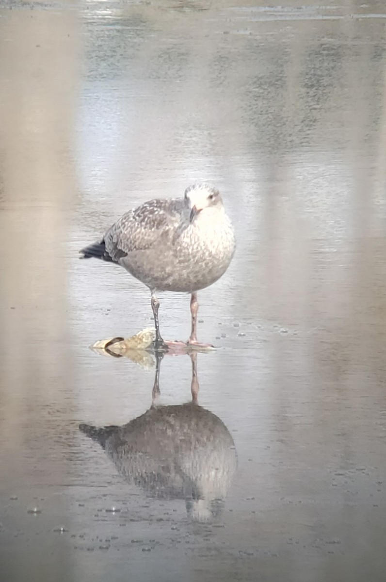 Gaviota Groenlandesa - ML388916551