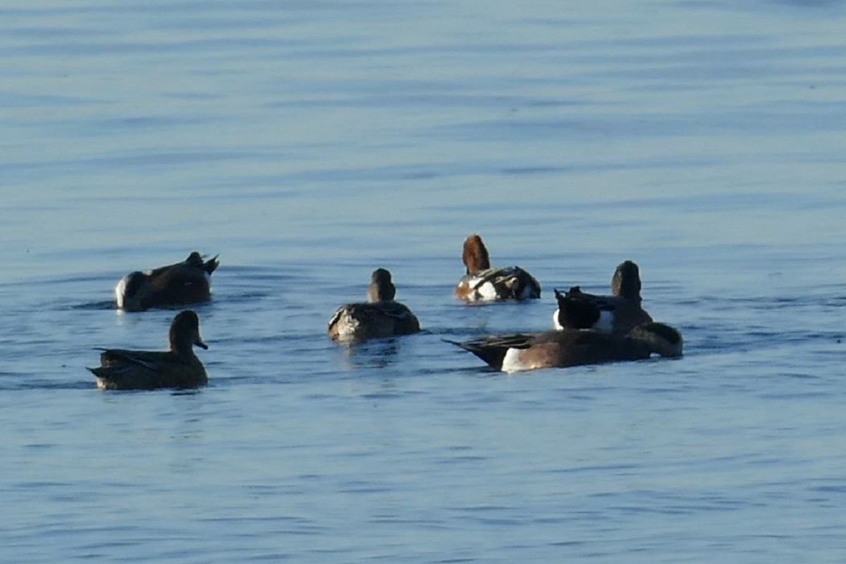 Eurasian Wigeon - ML388916911