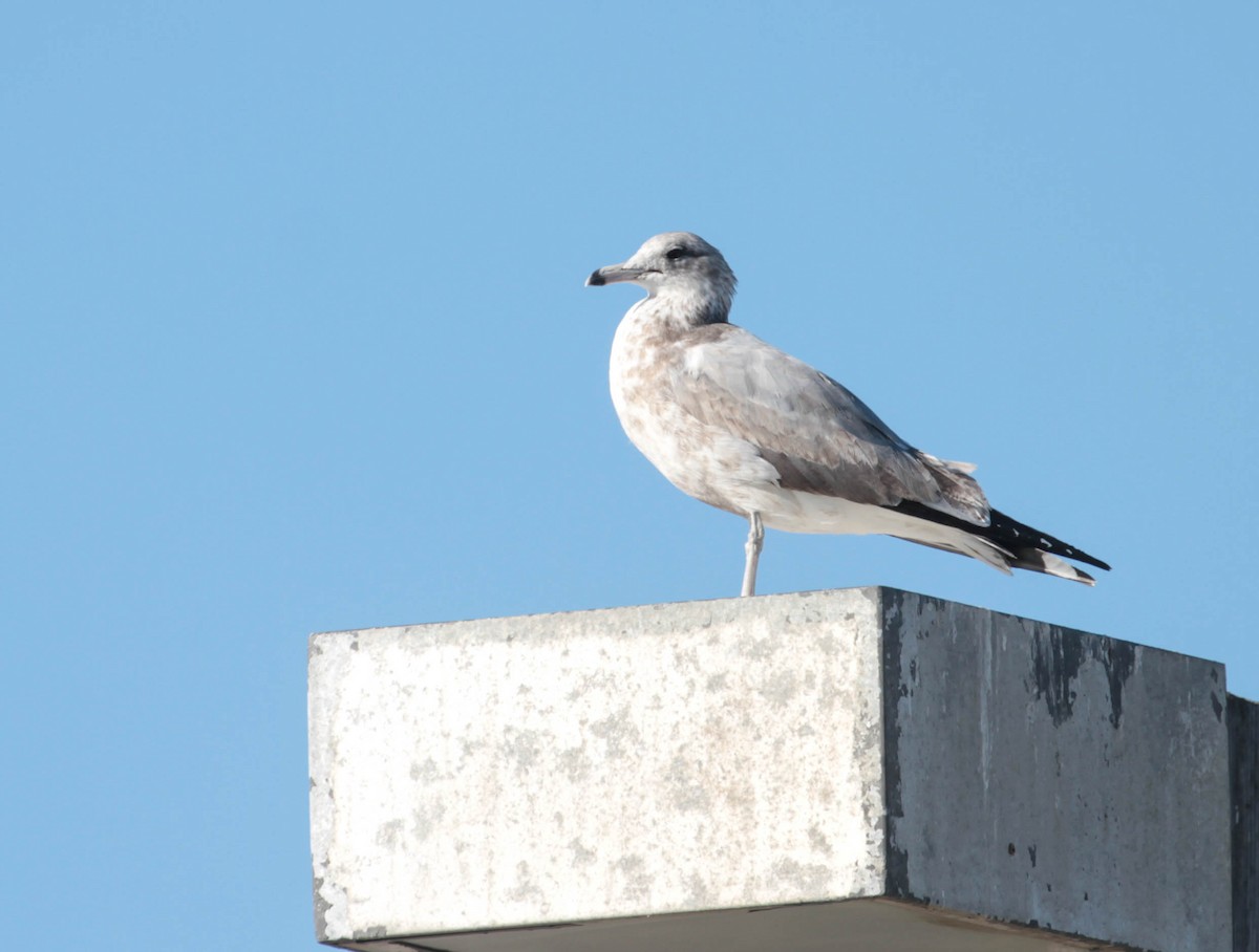 California Gull - ML388917231