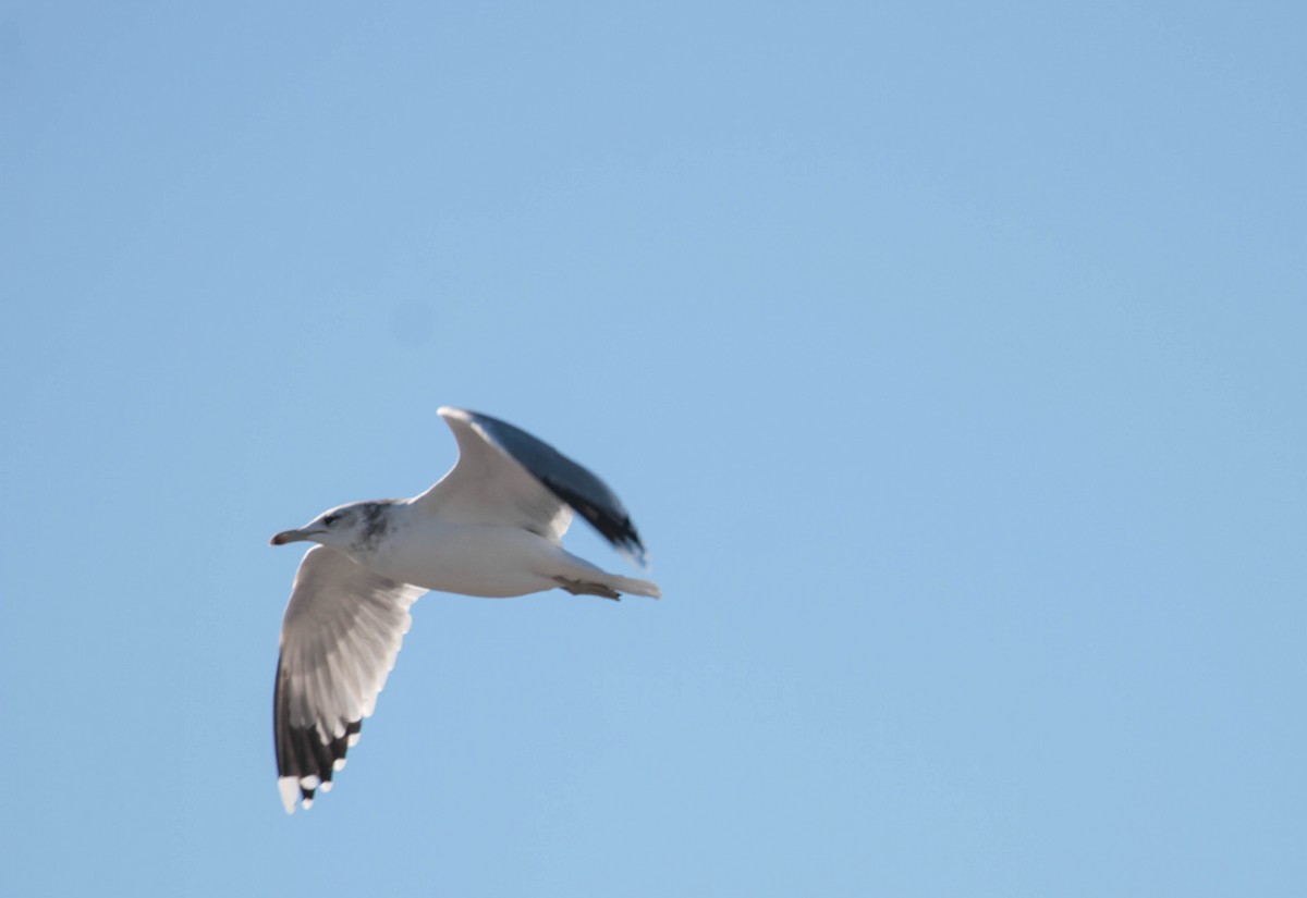 Gaviota Californiana - ML388917271