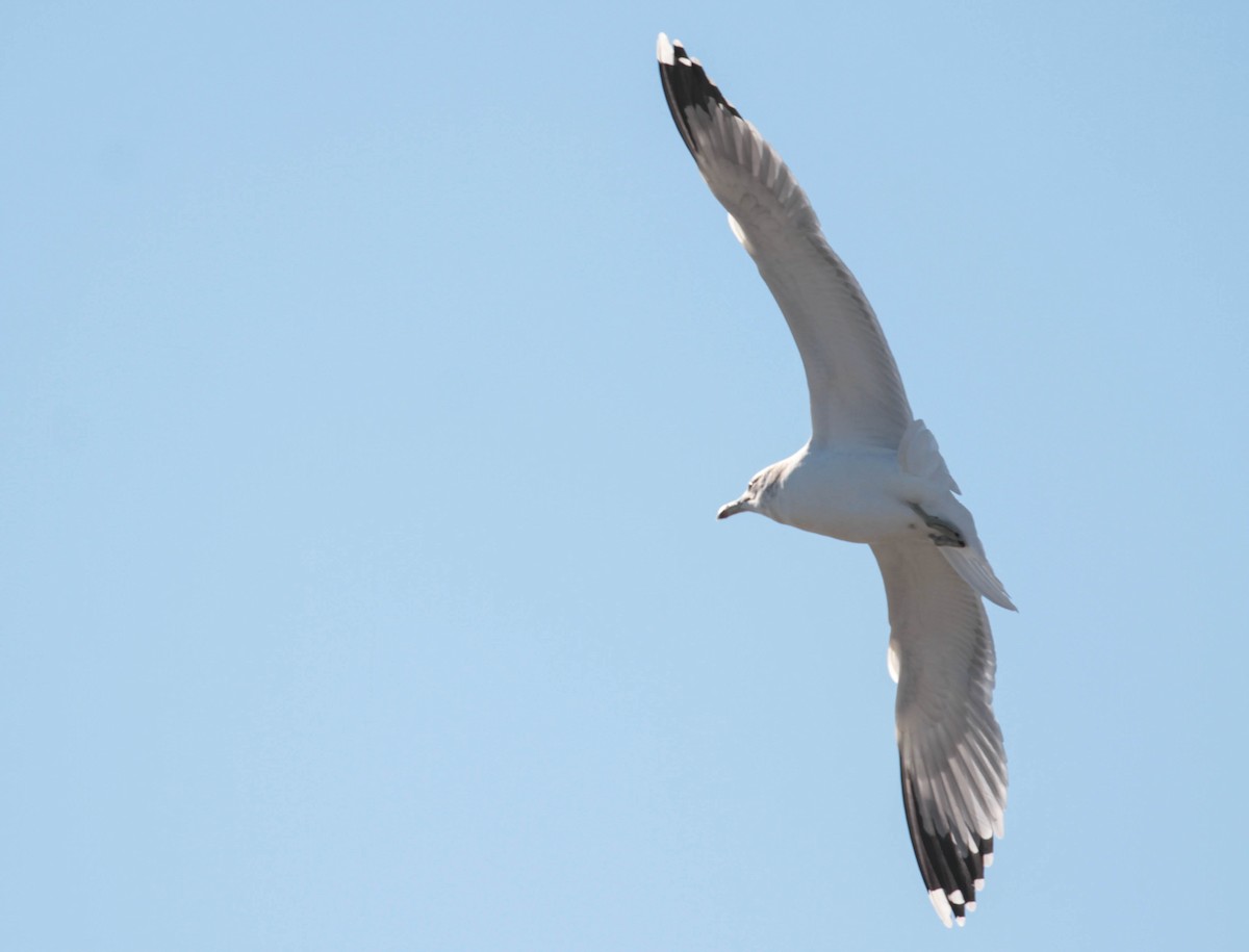 California Gull - ML388917281