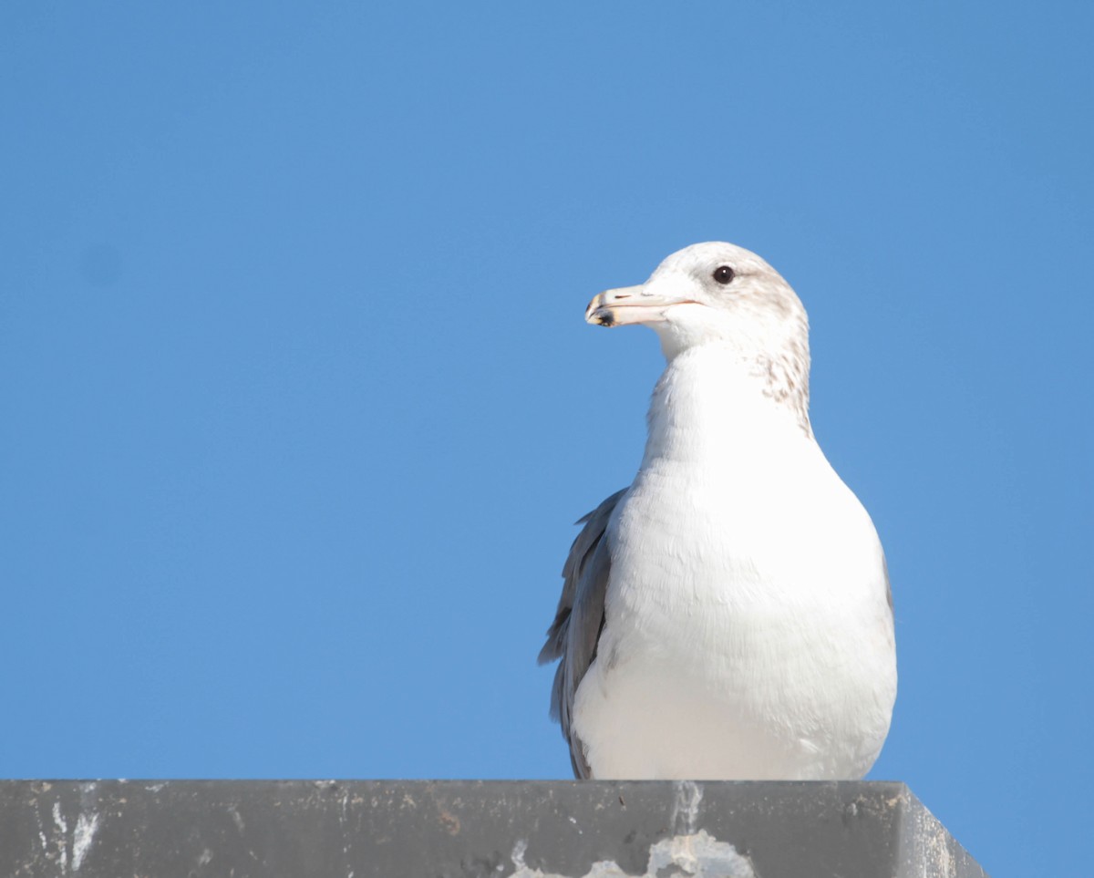 California Gull - Tracy Drake