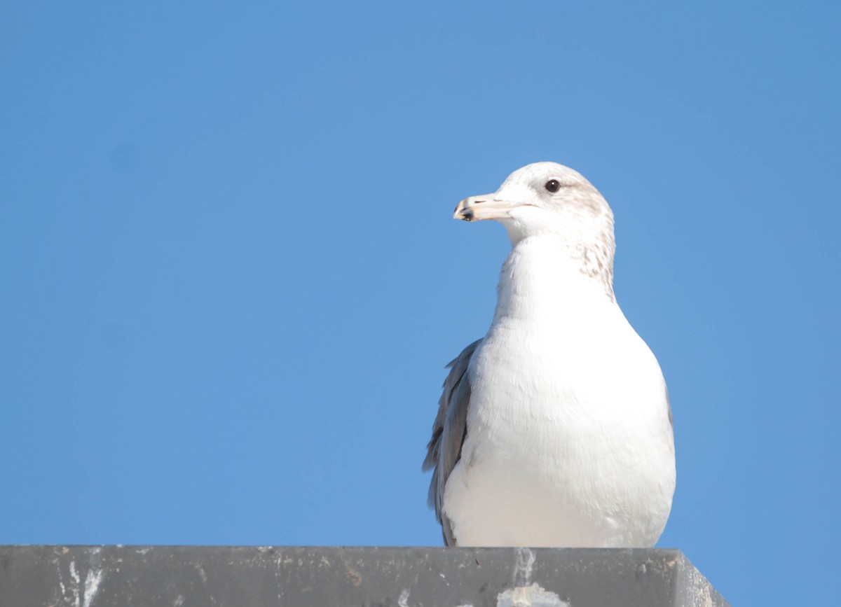 Gaviota Californiana - ML388917341