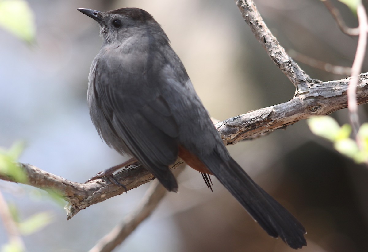 Gray Catbird - Jeff 'JP' Peters