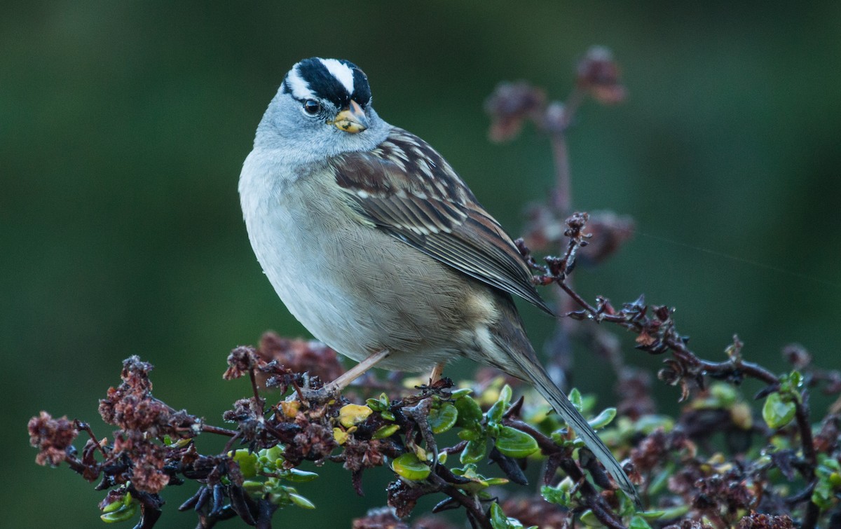 White-crowned Sparrow - Mark Dettling