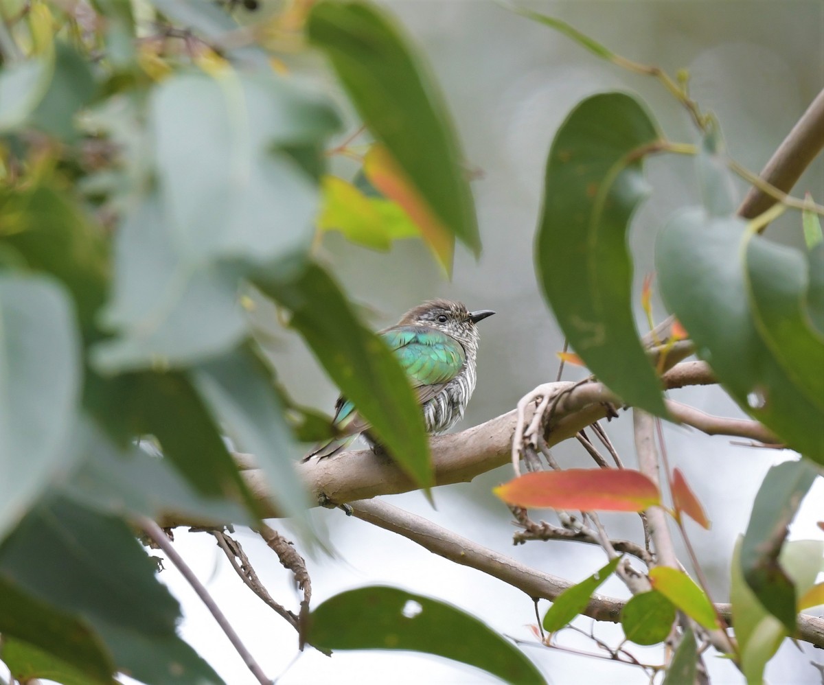 Shining Bronze-Cuckoo - ML388917651